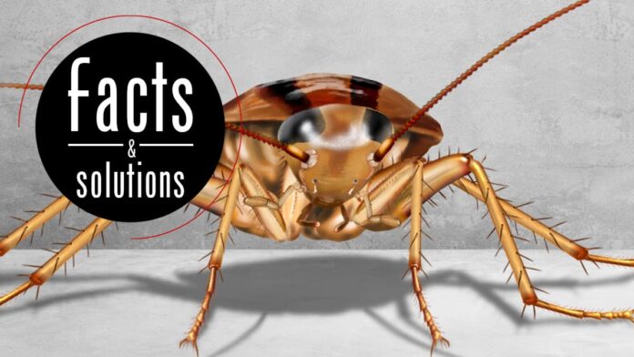 After Pest Control: Safety Tips For Bringing A Baby Home