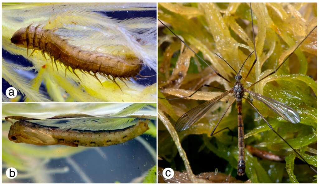 Aquatic Pests: Challenges And Solutions