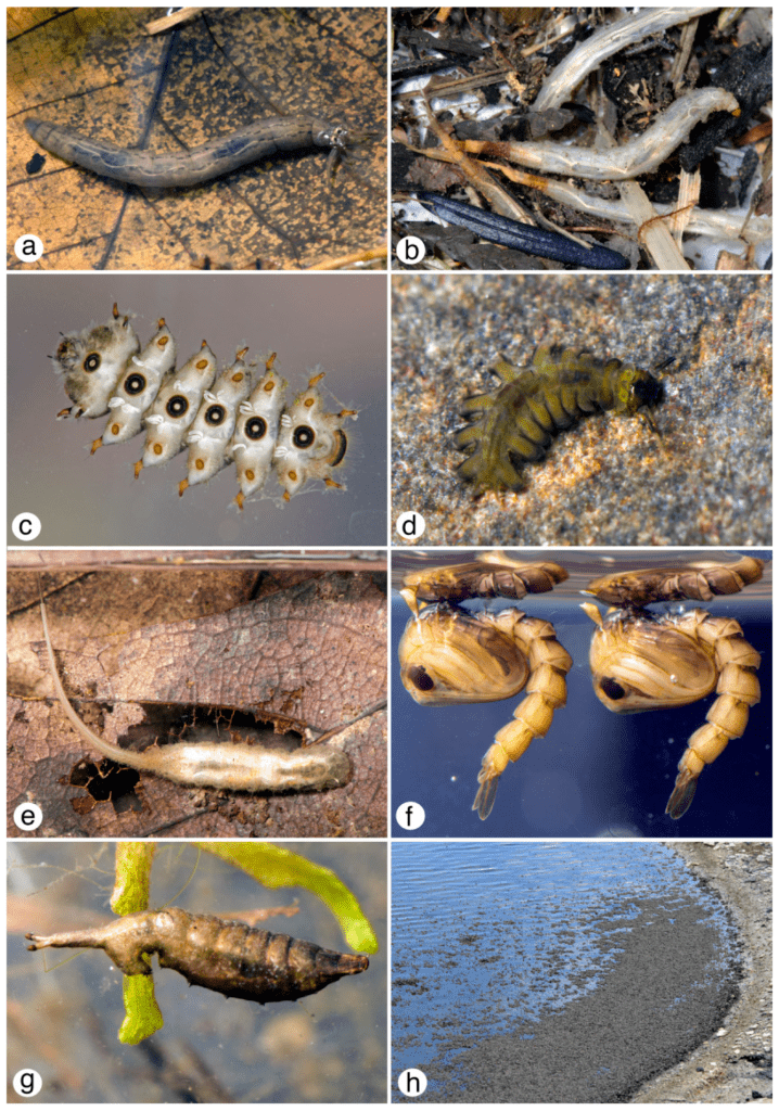Aquatic Pests: Challenges And Solutions