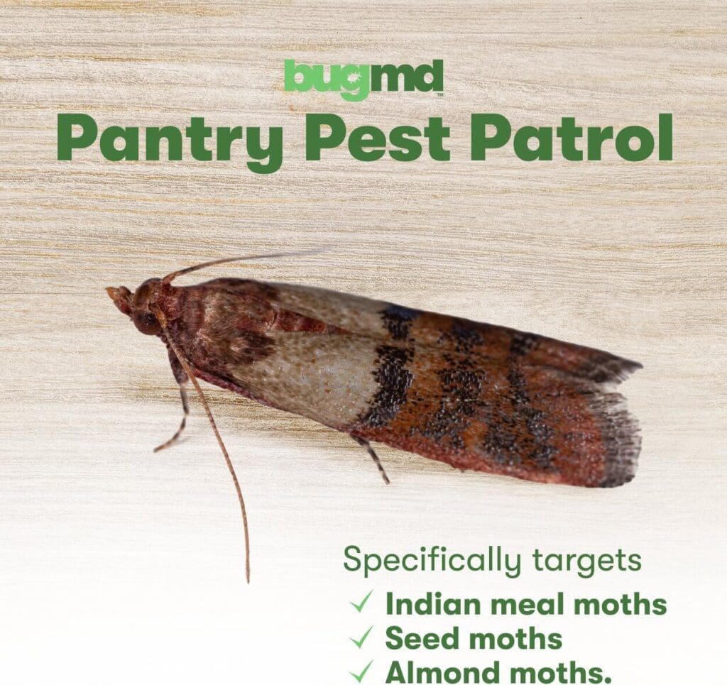 BugMD Pantry Pest Patrol (6 Count, White) - Moth Traps for Kitchen, Pantry Moth Trap, Bug Trap, Moth Traps for House Pantry, Get Rid of Pantry Moth, Kitchen Moth Trap Killer