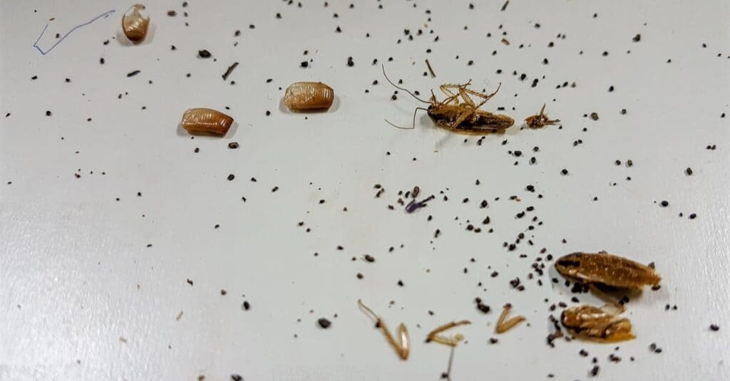 Cockroach Infestations: Can You Really Smell Them?