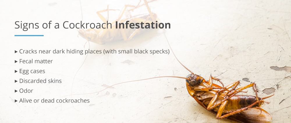Cockroach Infestations: Can You Really Smell Them?