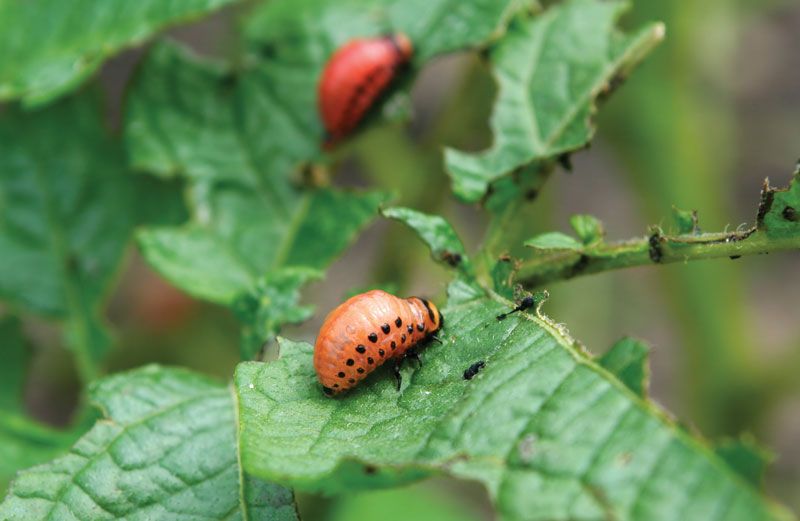 Defining Pests: What Makes An Organism A Pest?
