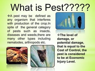 Defining Pests: What Makes An Organism A Pest?
