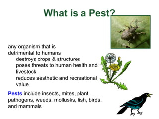 Defining Pests: What Makes An Organism A Pest?