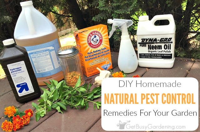 DIY Pest Control: How To Safely Manage Pests At Home
