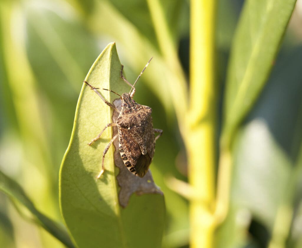 Invasive Pests: How To Identify And Control Them