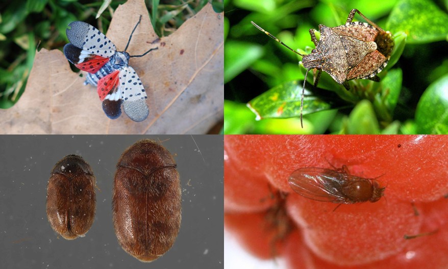 Invasive Pests: How To Identify And Control Them