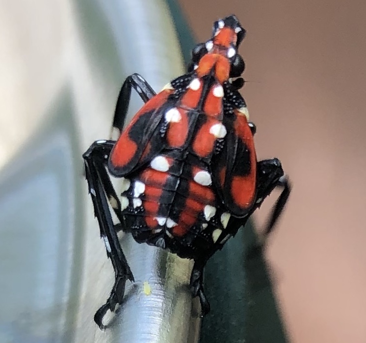 Invasive Pests: How To Identify And Control Them