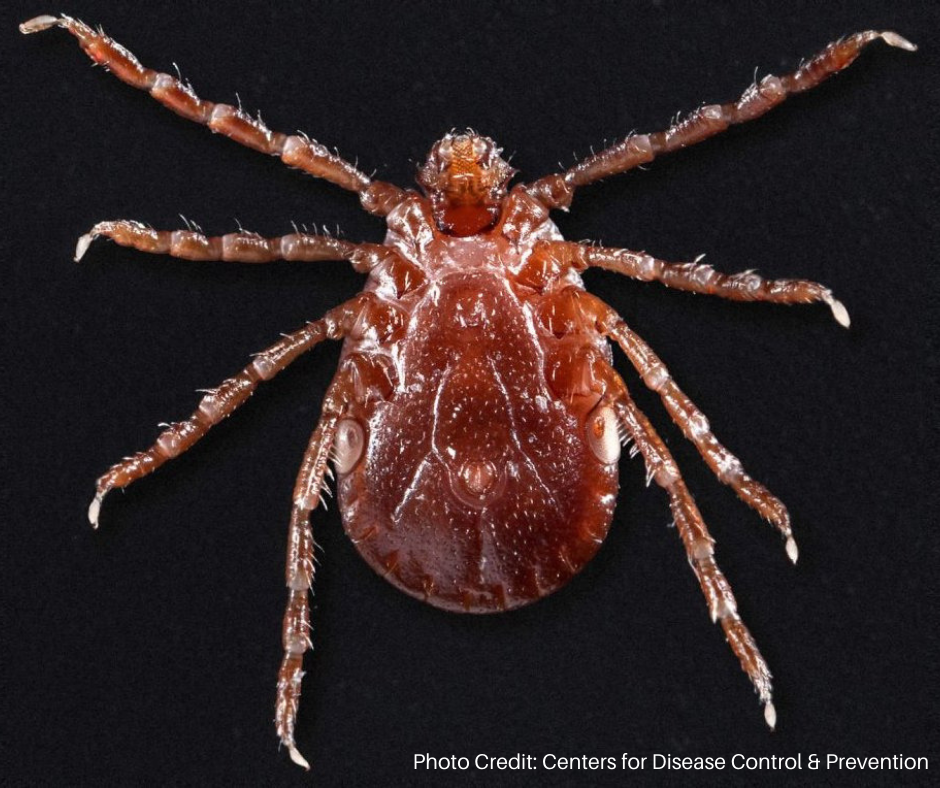 Invasive Pests: How To Identify And Control Them