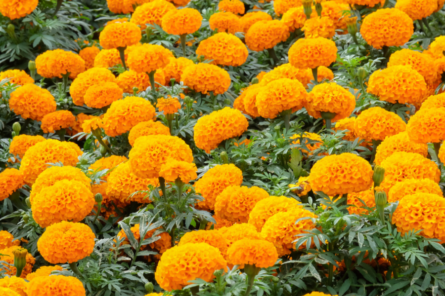 Marigolds And Pest Control: Which Varieties Offer The Best Protection?