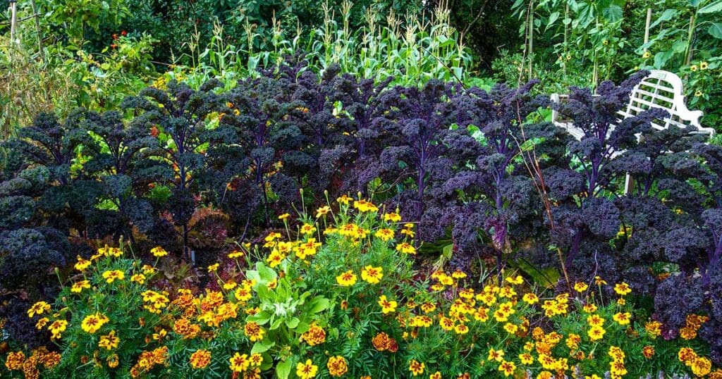 Marigolds And Pest Control: Which Varieties Offer The Best Protection?