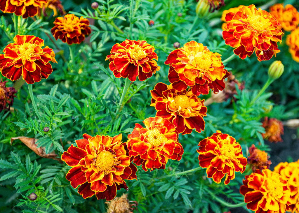 Marigolds And Pest Control: Which Varieties Offer The Best Protection?