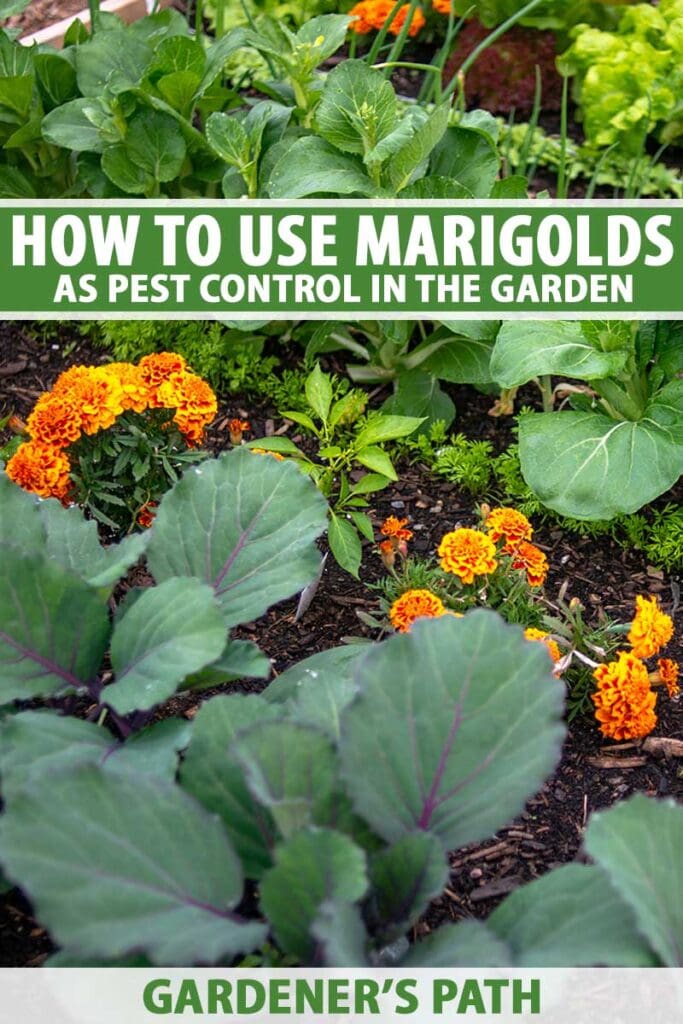 Marigolds And Pest Control: Which Varieties Offer The Best Protection?
