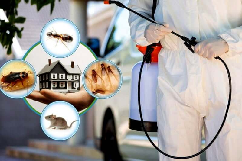 Monthly Pest Control: Is It Worth The Cost?