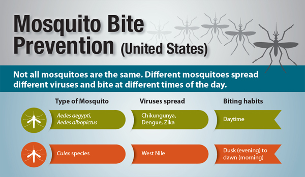 Mosquito Management: Prevention And Treatment Techniques