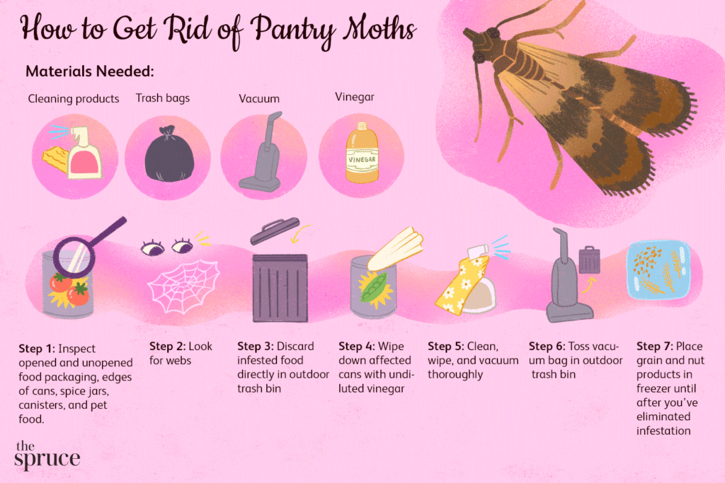 Moths In The Pantry: Prevention And Natural Control