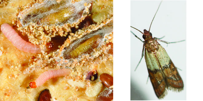 Moths In The Pantry: Prevention And Natural Control