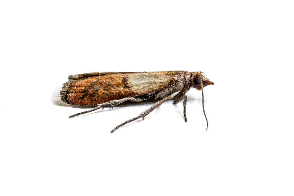 Moths In The Pantry: Prevention And Natural Control