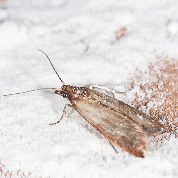 Moths In The Pantry: Prevention And Natural Control