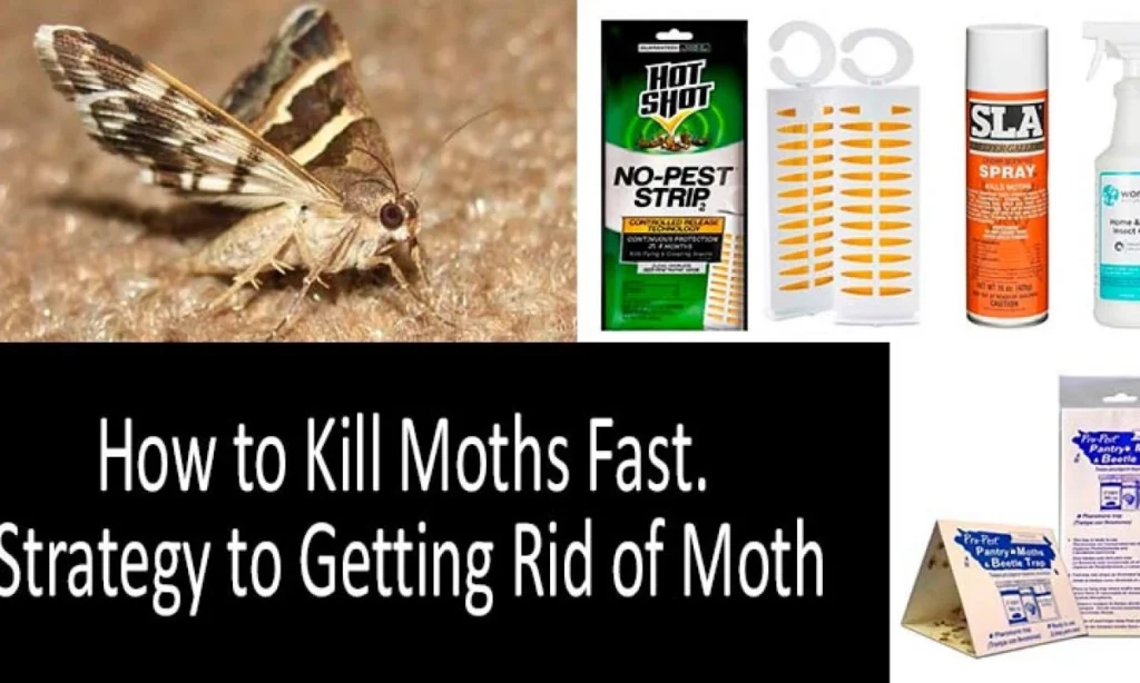 Natural Solutions For Moth Control In The Home