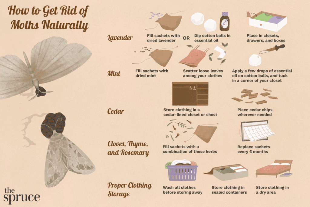 Natural Solutions For Moth Control In The Home