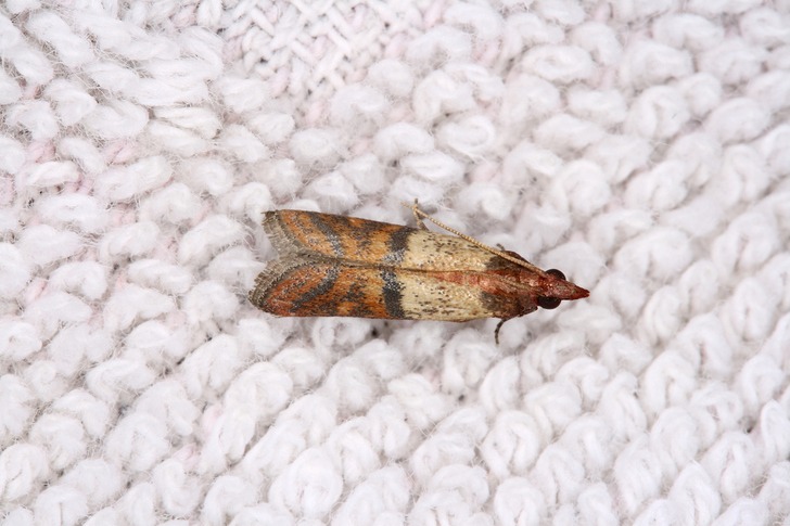 Natural Solutions For Moth Control In The Home