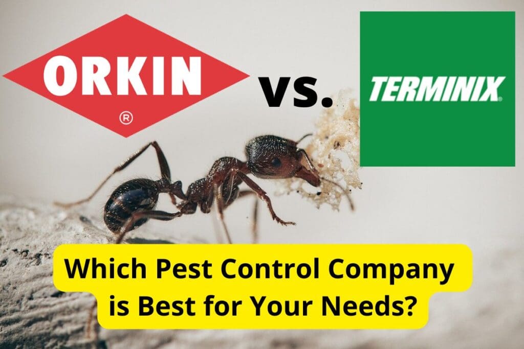 Orkin Vs. Local Pest Control: Cost And Effectiveness Compared