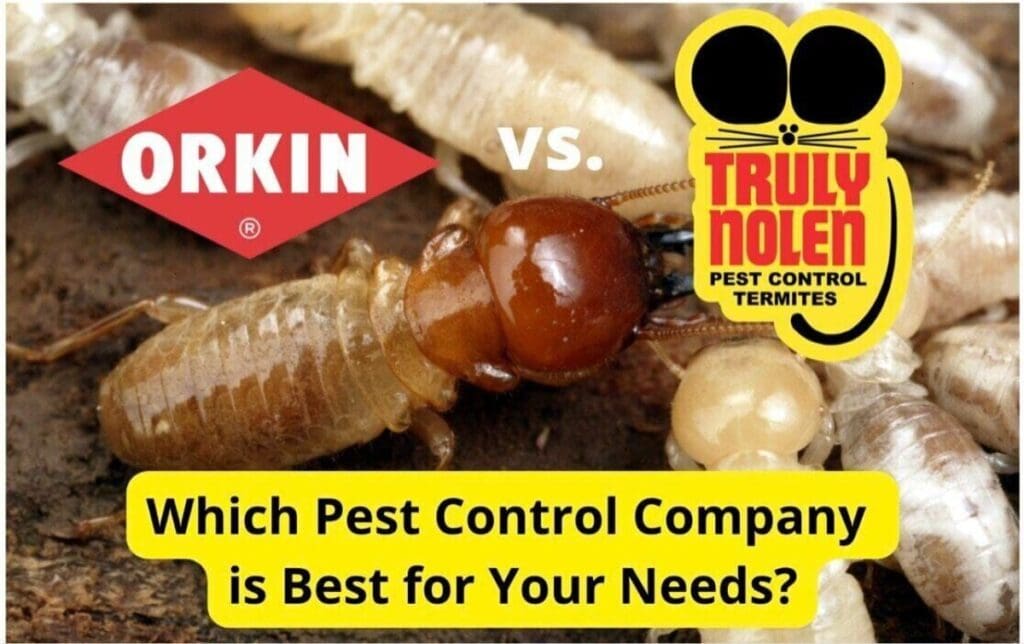 Orkin Vs. Local Pest Control: Cost And Effectiveness Compared