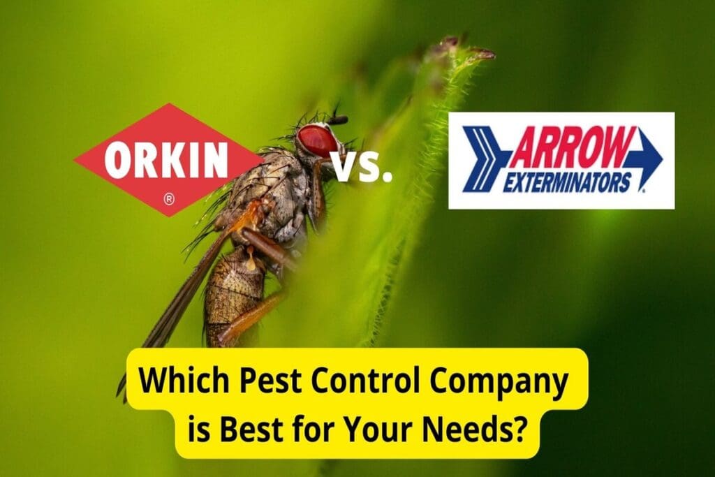 Orkin Vs. Local Pest Control: Cost And Effectiveness Compared