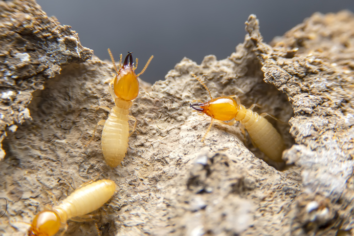 Pest Control And VA Inspections: Who Pays?