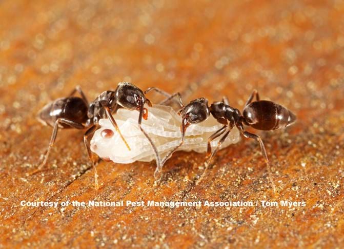 Pest Control For Ants: Costs, Methods, And Prevention Tips