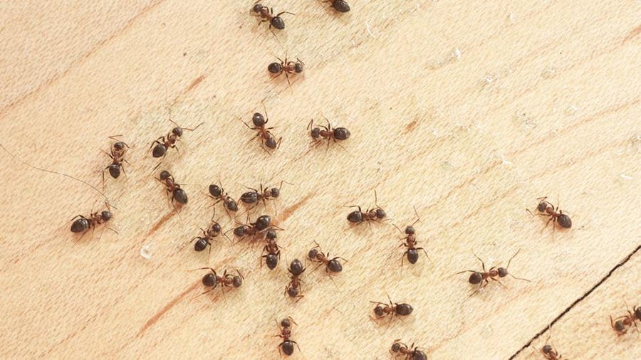 Pest Control For Ants: Costs, Methods, And Prevention Tips