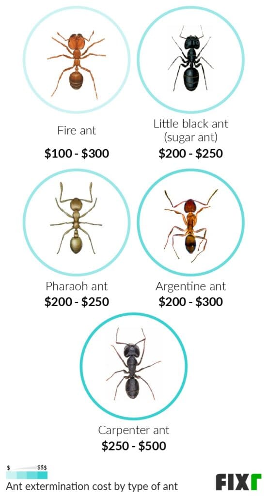 Pest Control For Ants: Costs, Methods, And Prevention Tips