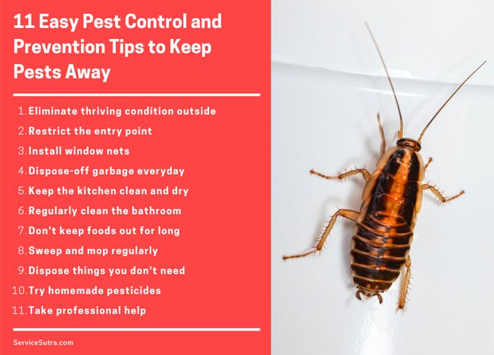 Pest Control For Cockroaches: Costs, Methods, And Tips