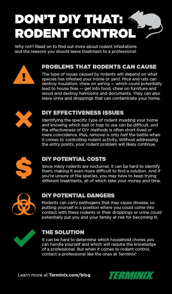 Pest Control For Mice: Costs, Methods, And Tips