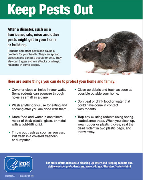 Pest Control For Rats: Costs, Methods, And Tips