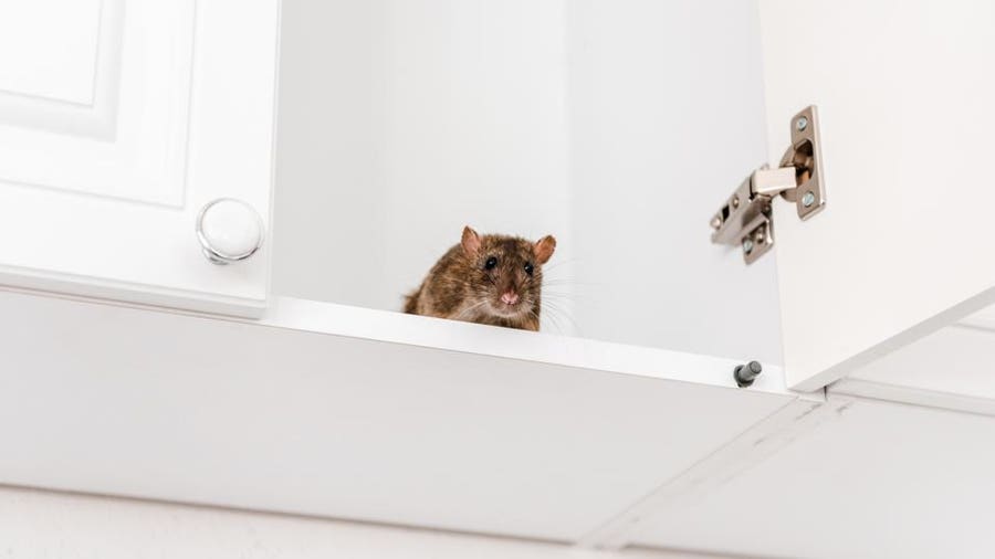 Pest Control For Rats: Costs, Methods, And Tips