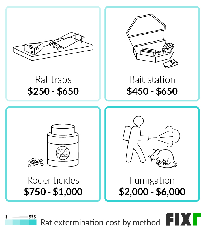 Pest Control For Rats: Costs, Methods, And Tips