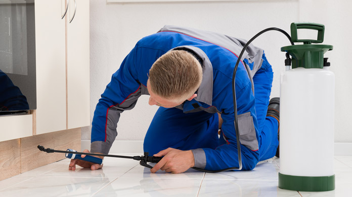 Pest Control For Small Businesses