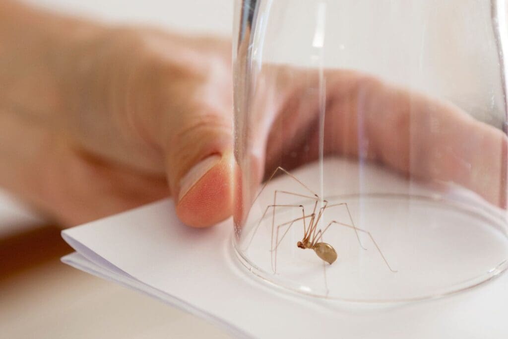 Pest Control For Spiders: Costs, Methods, And Prevention Tips