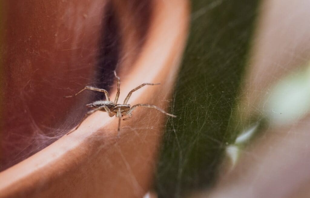 Pest Control For Spiders: Costs, Methods, And Prevention Tips