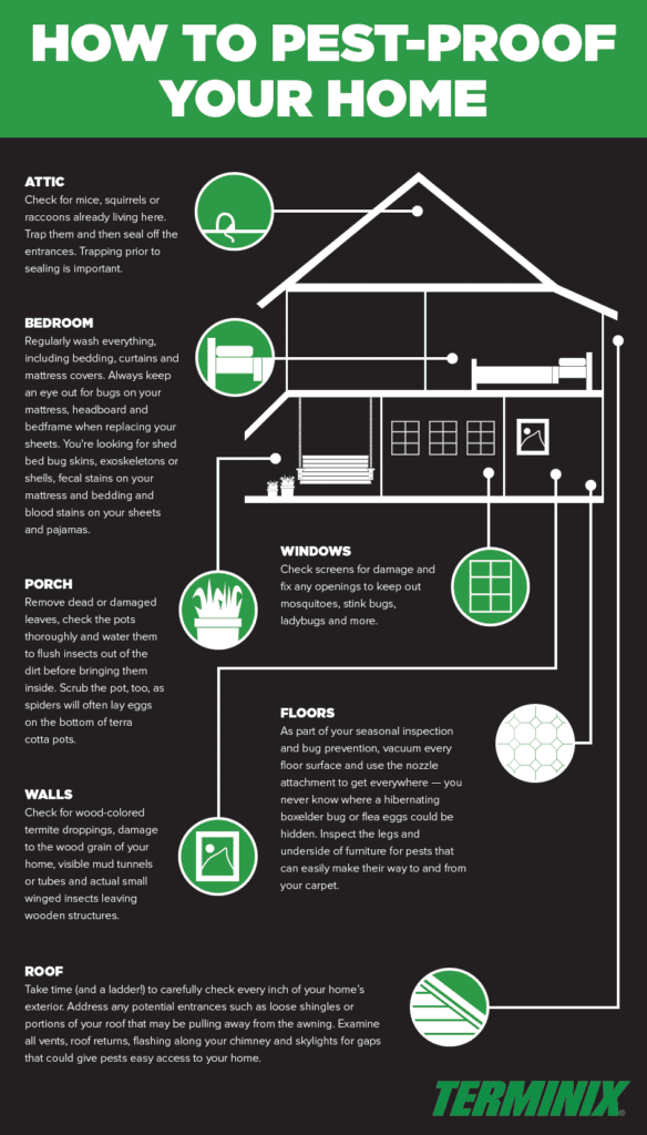 Pest Control For Spiders: Costs, Methods, And Prevention Tips