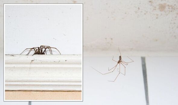 Pest Control For Spiders: Effective Solutions For A Common Problem