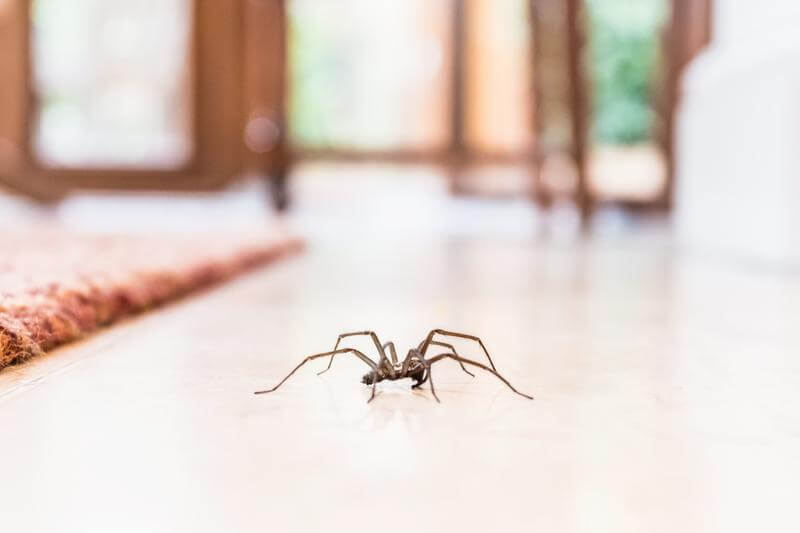 Pest Control For Spiders: Effective Solutions For A Common Problem
