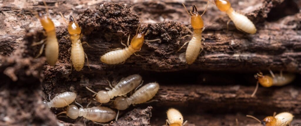 Pest Control For Termites: Costs, Signs, And Prevention