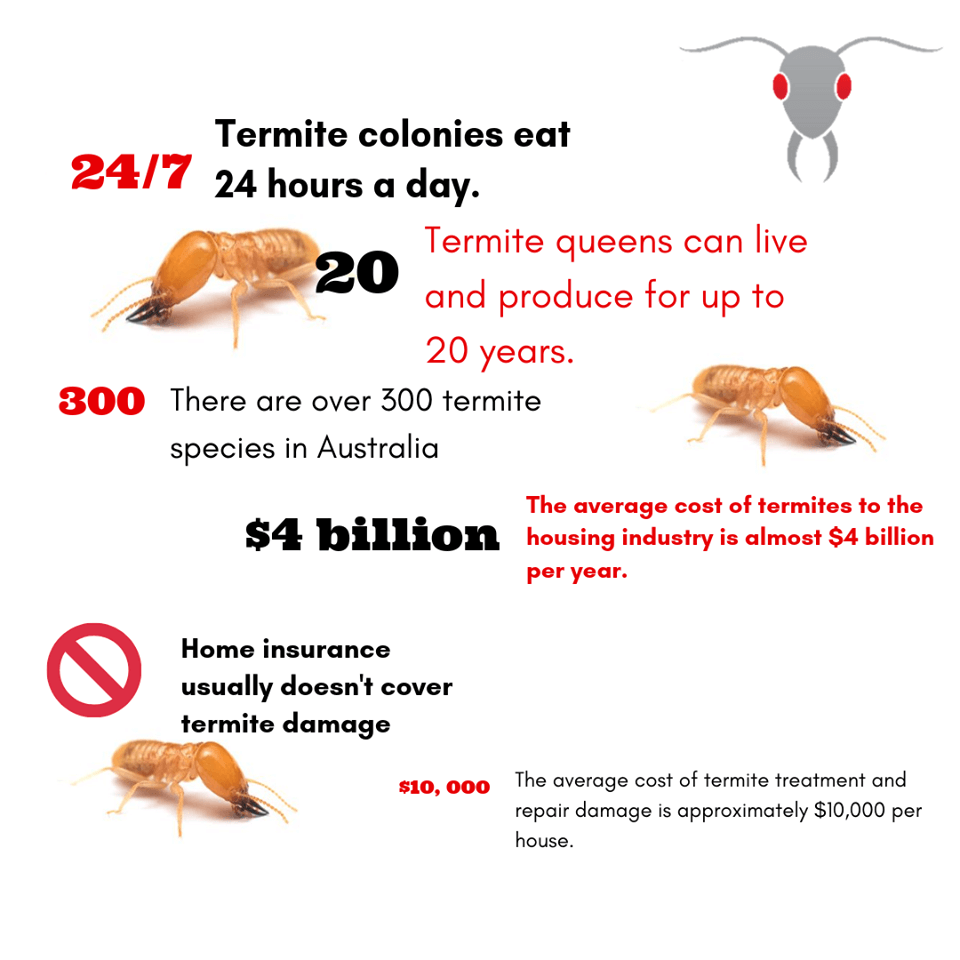 Pest Control For Termites: Costs, Signs, And Prevention