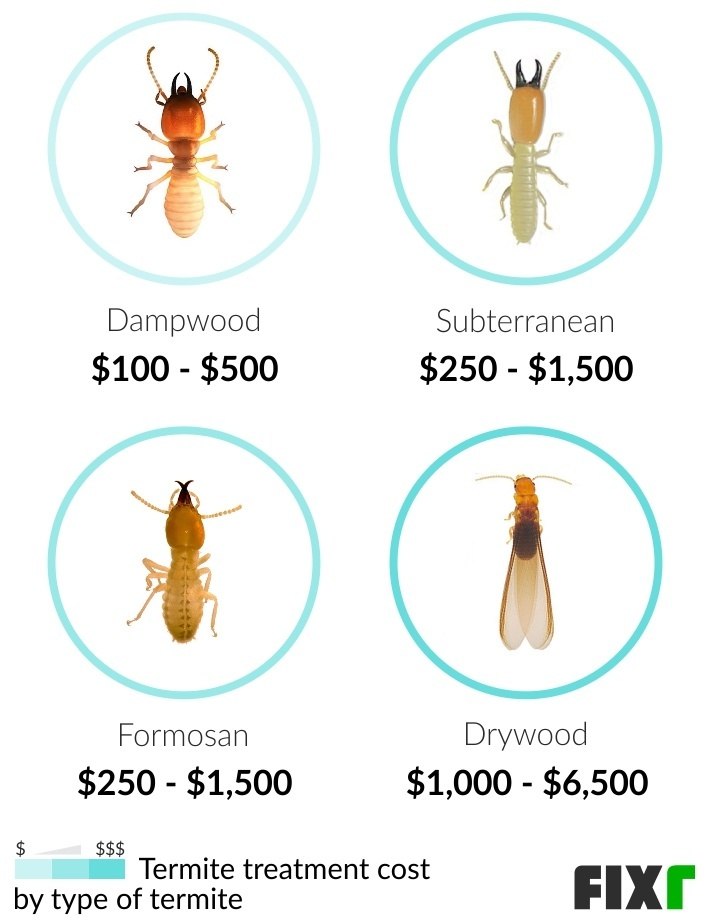 Pest Control For Termites: Costs, Signs, And Treatment Methods