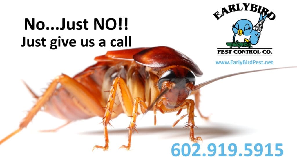 Pest Control In Arizona: Challenges And Solutions In The Desert