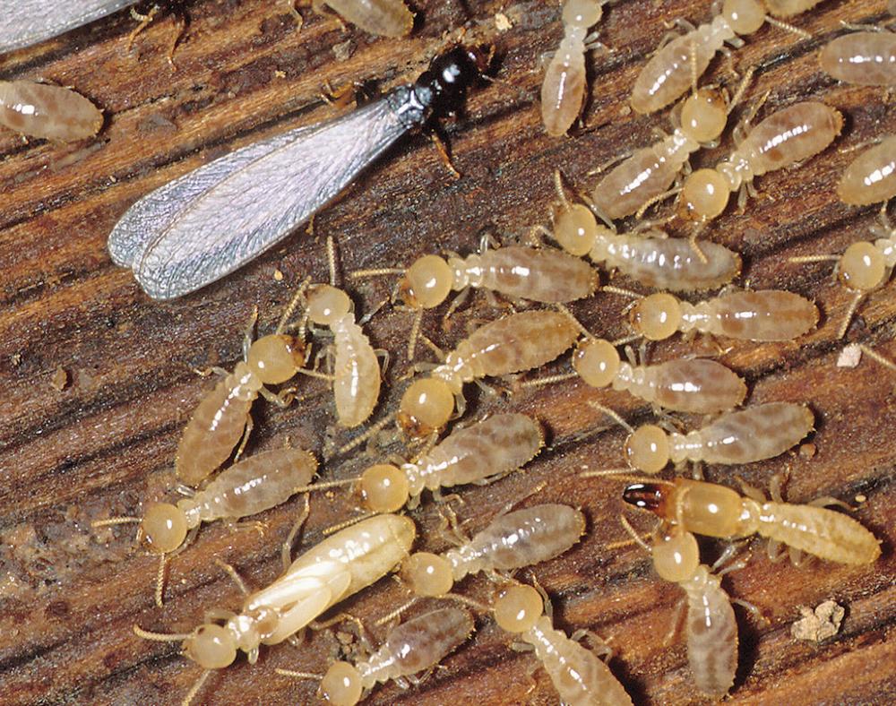 Pest Control In Arizona: Challenges And Solutions In The Desert